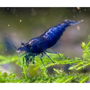 Reker / Neocaridina davidi / Blue Dream 