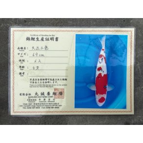 Marusei koifarm med sertifikat VHQ 