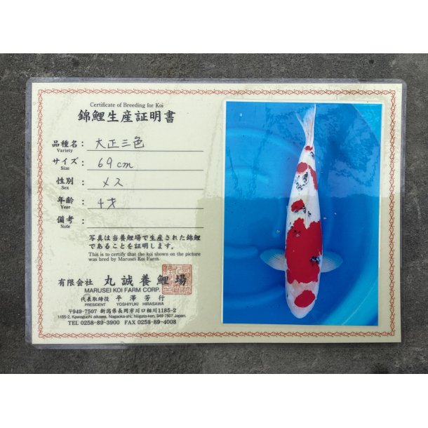 Marusei koifarm med sertifikat VHQ 