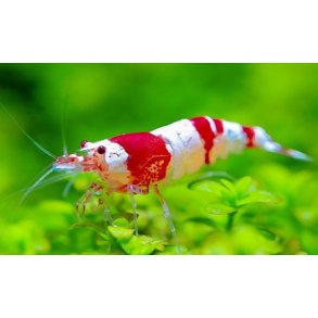 Reker /  Caridina / Crystal Red 