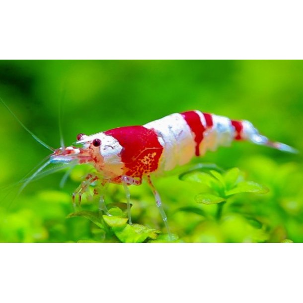 Reker /  Caridina / Crystal Red 