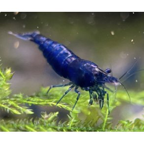 Reker / Neocaridina davidi / Blue Diamond ❤️