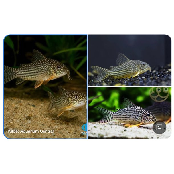 Akvariefisk / Corydoras / 3-4cm  / Corydoras Sterbai 