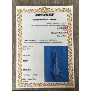 Myatora koifarm 20-25cm / Fdt Juni 2024 / med sertifikat 