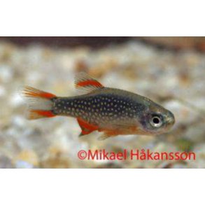  Diano Art / Stjernedanio 1-2cm / Danio margaritatus