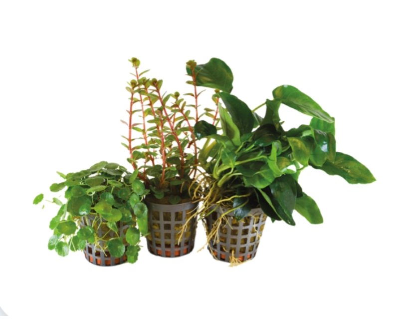 BioArt Combi pakke 3 / Anubias, Rotola og Hydrocotyle 