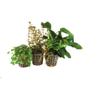 BioArt Combi pakke 3 / Anubias, Rotola og Hydrocotyle 