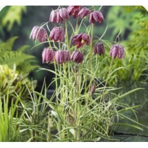 Fritillaria meleagris (Rutelilje)