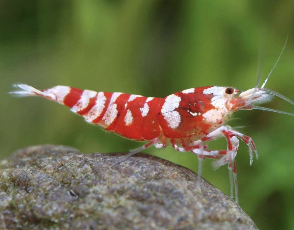 Reke / Caridina / Red Tiger Nanashi
