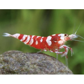 Reke / Caridina / Red Galaxy Tiger 