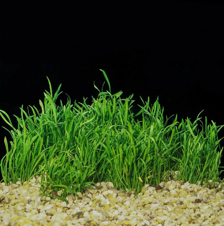 Vannplante Lilaeopsis brasiliensis