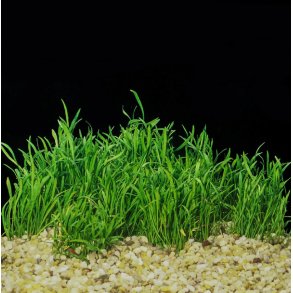 Vannplante Lilaeopsis brasiliensis