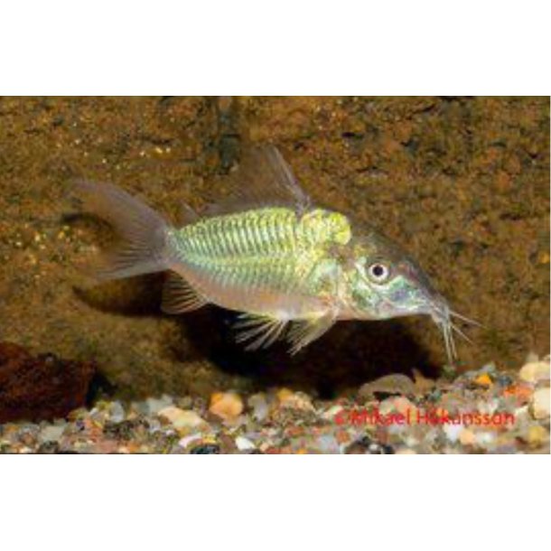 Corydoras Art / Smaragdpansermalle 3-4cm /  Corydoras splendens