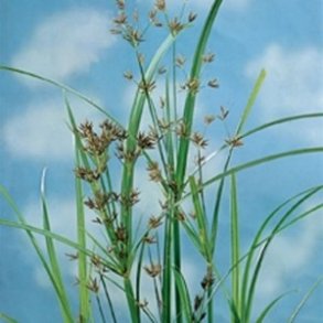 Cyperus longus