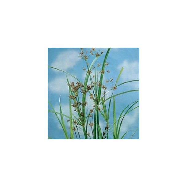 Cyperus longus