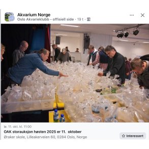 Oslo Akvarieklubb / Auksjon 11 Oktober 2025 / kl 11 