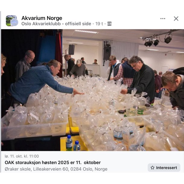 Oslo Akvarieklubb / Auksjon 11 Oktober 2025 / kl 11 