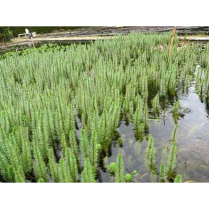 Hestehale/Hesterumpe (Hippuris vulgaris)