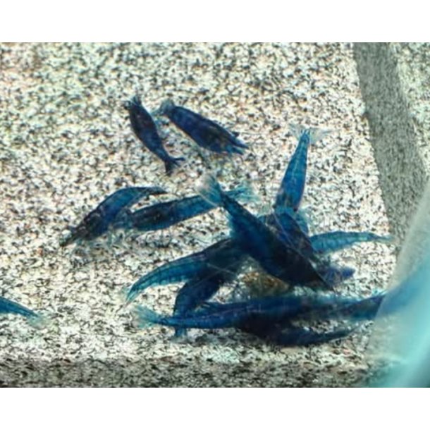 Reker / Neocaridina davidi / Blue Dream 