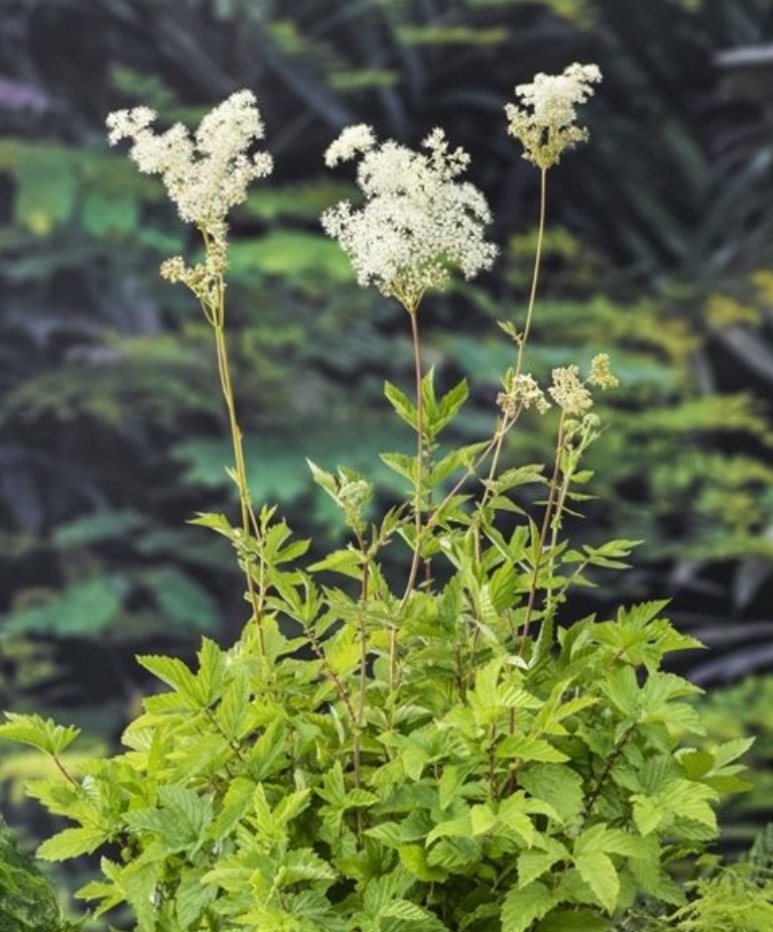Kantplante Mj�durt / Filipendula ulmaria