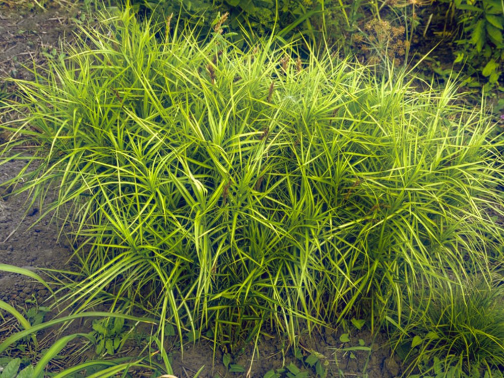 Sumpplante Palmestarr (Carex muskingumensis)