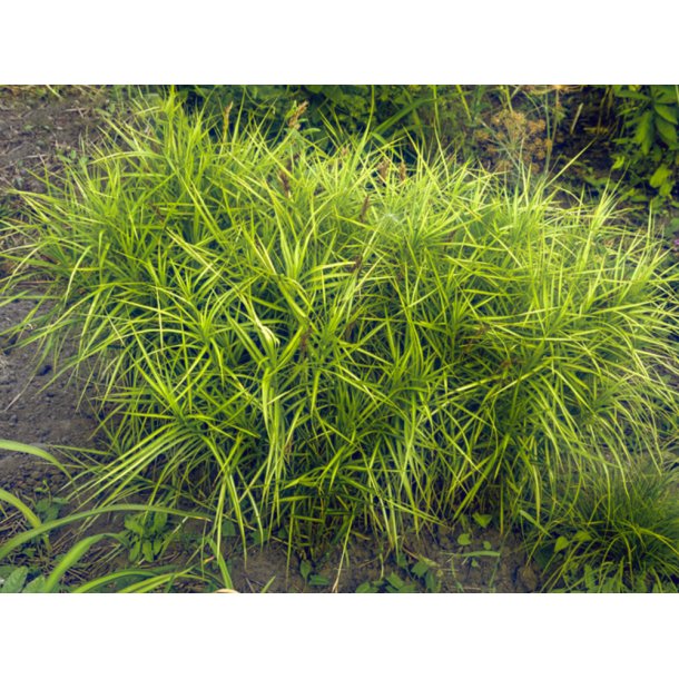 Palmestarr (Carex muskingumensis)
