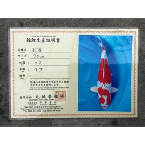 Marusei koifarm med sertifikat VHQ 