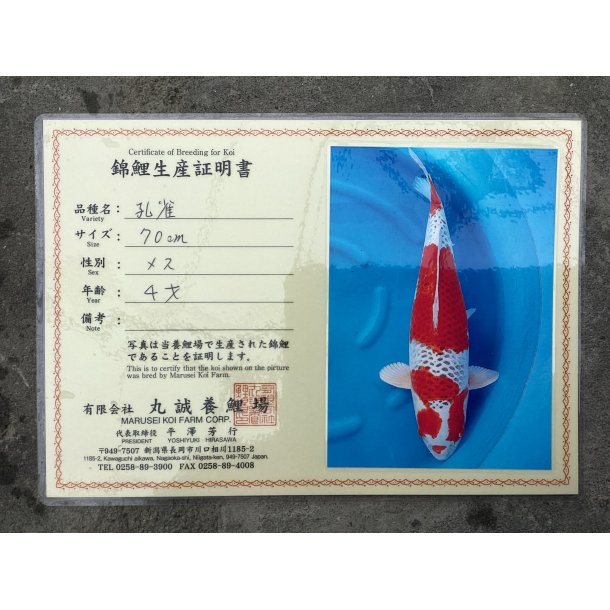 Marusei koifarm med sertifikat VHQ 