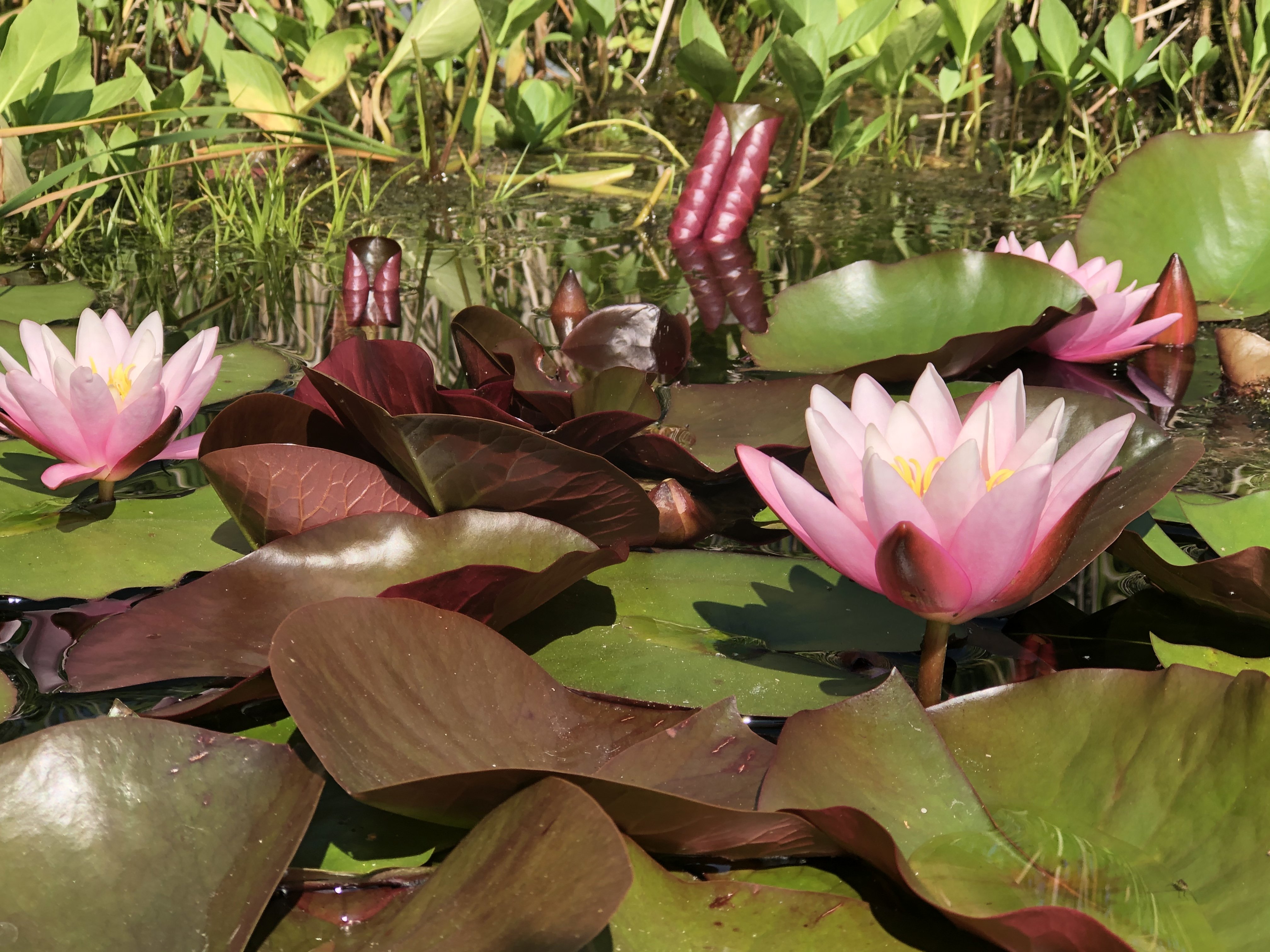 Vannlilje Nymphaeae Marliacea Carnea