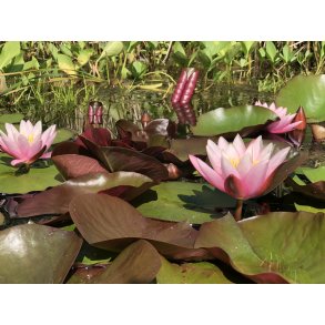 Nymphaeae Marliacea Carnea