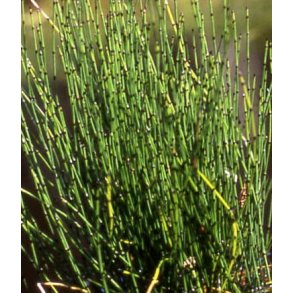 Equisetum scirpoides 