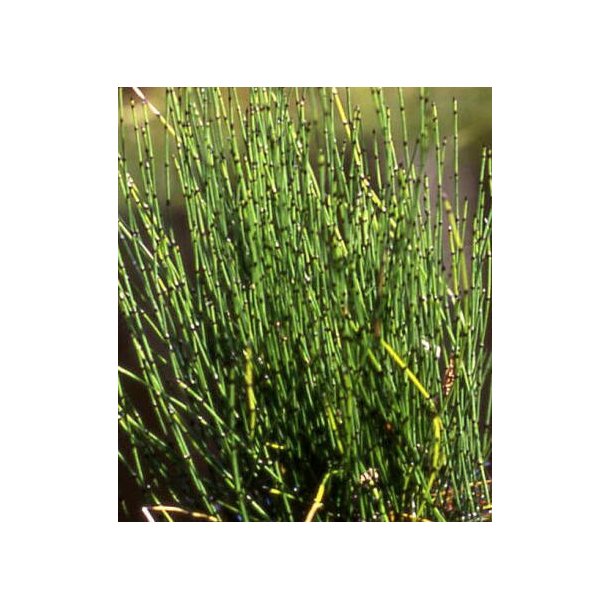 Equisetum scirpoides 