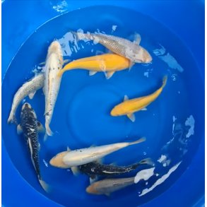 Nisai fra Takatatsu koifarm / 30-40cm 