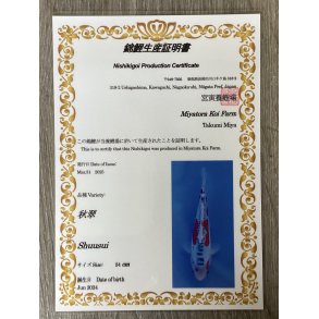 Myatora koifarm 20-25cm / Fdt Juni 2024 / med sertifikat 