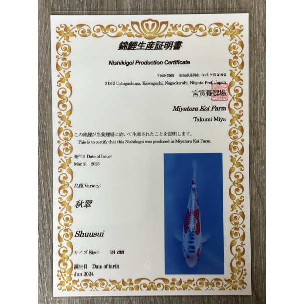 Myatora koifarm 20-25cm / Fdt Juni 2024 / med sertifikat 