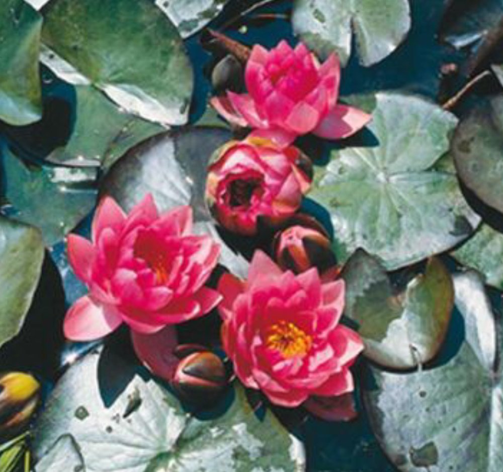 Nymphaeae James Brydon