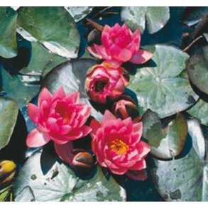 Nymphaeae James Brydon