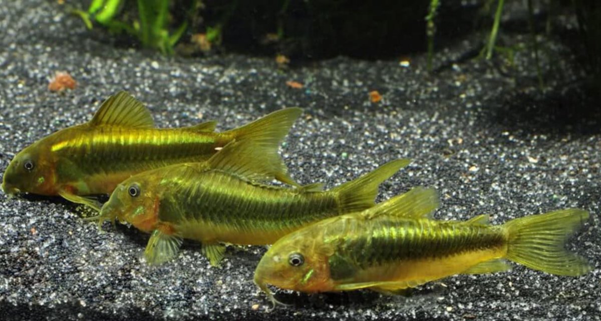 Corydoras Art / Green Laser Cory (CW009)/ / Corydoras sp - Akvariefisk ...