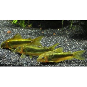 Corydoras Art / Green Laser Cory (CW009)/  /  Corydoras sp 