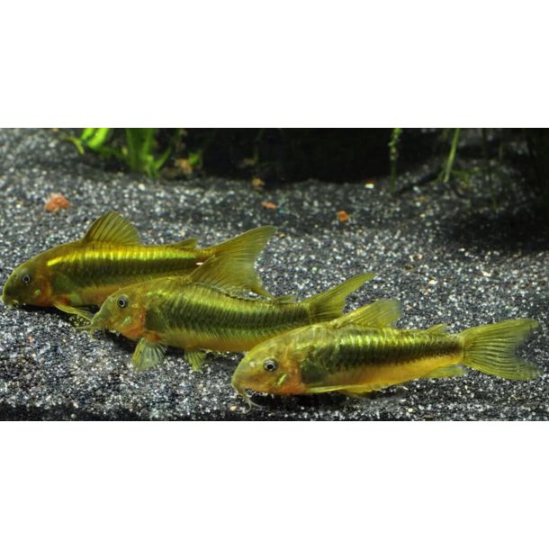 Corydoras Art / Green Laser Cory (CW009)/  /  Corydoras sp 
