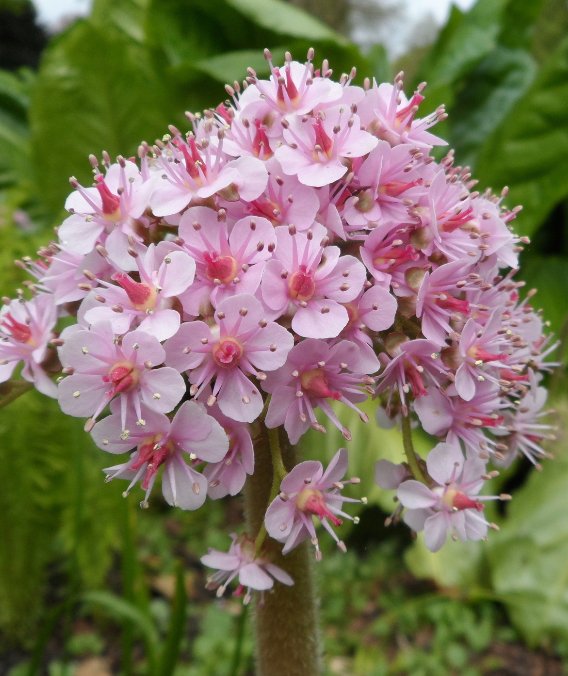 Skjoldsildre (Darmera peltata)
