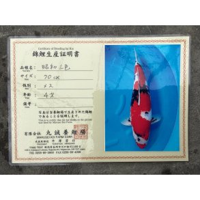 Marusei koifarm med sertifikat VHQ 