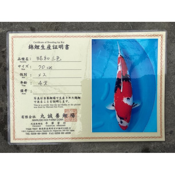 Marusei koifarm med sertifikat VHQ 
