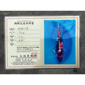 Marusei koifarm med sertifikat VHQ 