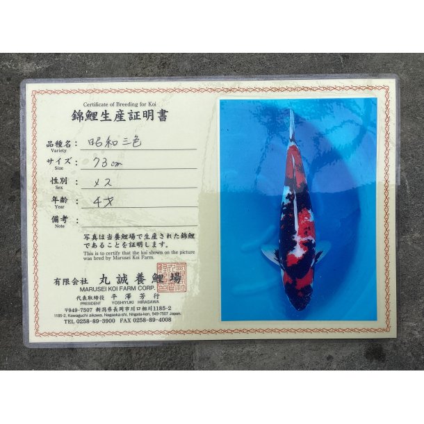 Marusei koifarm med sertifikat VHQ 