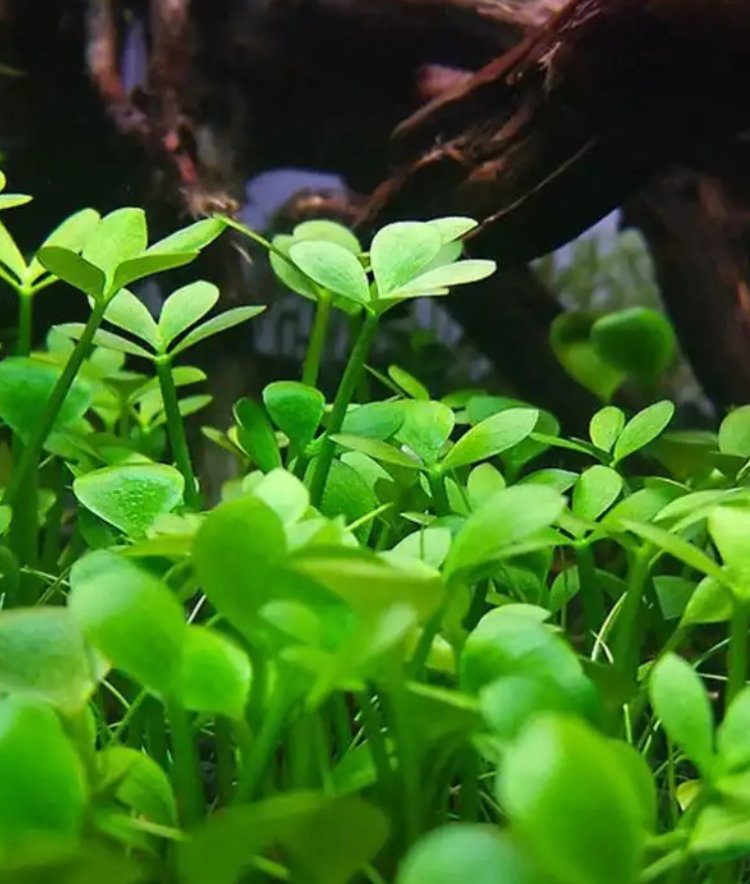Vannplante Marsilea quadrifolia ( kl�verbregne ) 