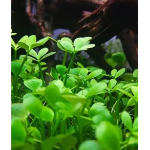 Vannplante Marsilea quadrifolia ( kl�verbregne ) 