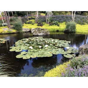 Dampakke proff 100m2  EPDM /  Dam for sump med Trommel 