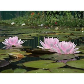 Nymphaeae Madame Wilfron Gonn�re