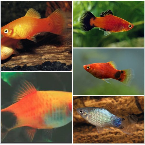 Levefdene Art / Platy 4-4,5cm / Xiphophorus maculatus